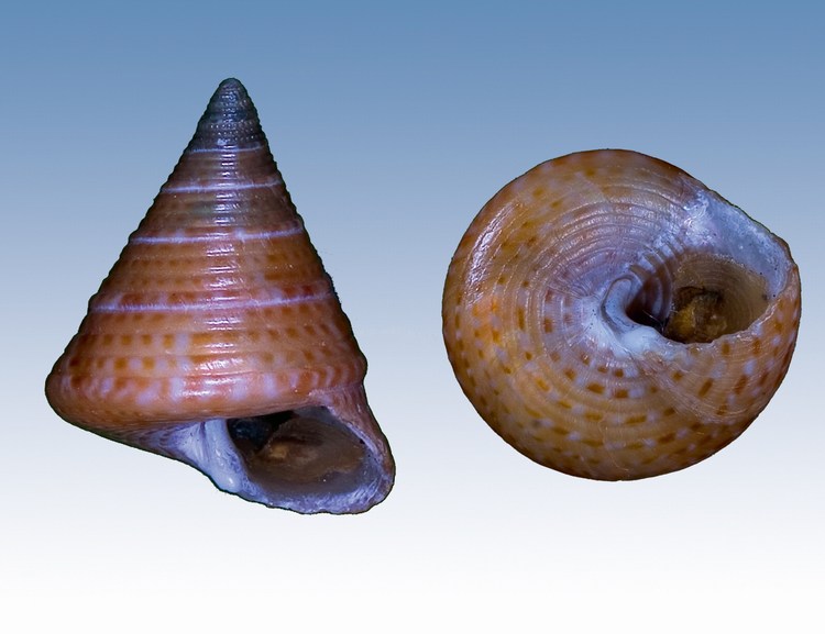 Calliostomatidae vari